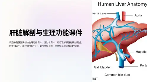 肝脏解剖与生理功能课件
