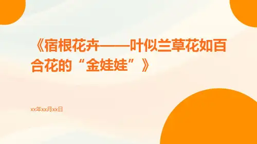 宿根花卉——叶似兰草花如百合花的“金娃娃”