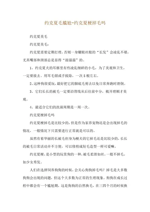 约克夏毛尴尬-约克夏梗掉毛吗