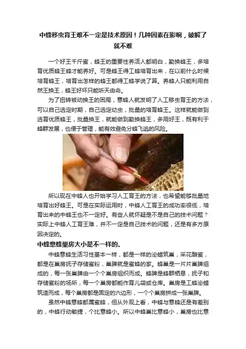 中蜂移虫育王难不一定是技术原因！几种因素在影响，破解了就不难