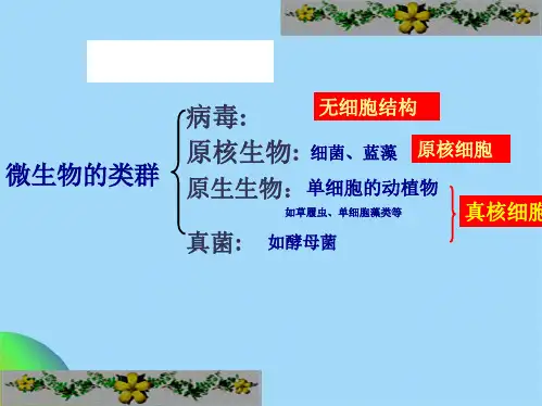 微生物的实验室培养-(共26张PPT)