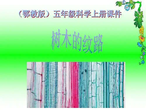 鄂教版小学科学五年级上册《树木的纹路》课件