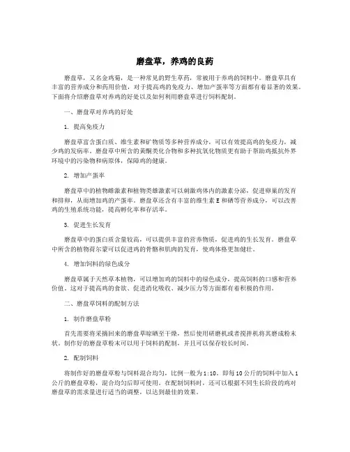 磨盘草,养鸡的良药