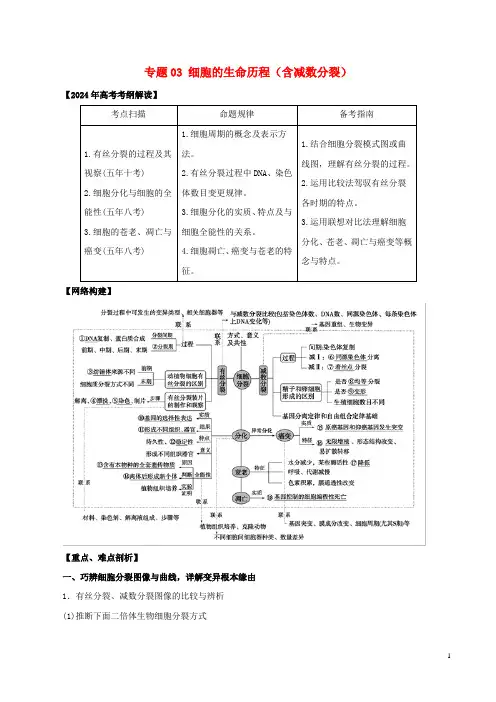 2024年高考生物考纲解读与热点难点突破专题03细胞的生命历程含减数分裂教学案