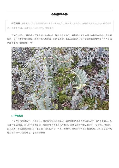 石斛种植条件