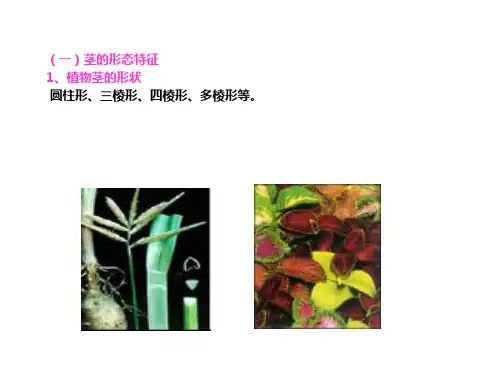 茎的形态概述