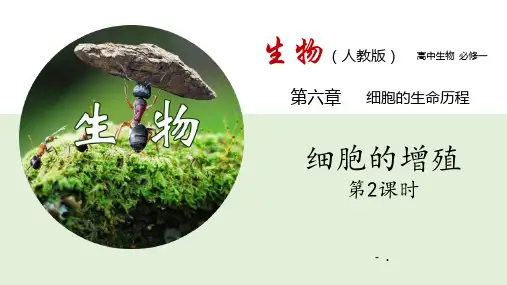 《细胞的增殖》细胞的生命历程PPT课件(第2课时)