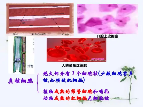 人的成熟红细胞重点