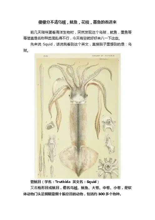 傻傻分不清乌贼，鱿鱼，花枝，墨鱼的看进来