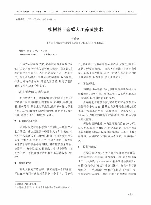 柳树林下金蝉人工养殖技术