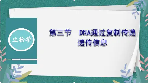 3.3DNA通过复制传递遗传信息课件-2023-2024学年高一下学期生物浙科版(2019)必修2