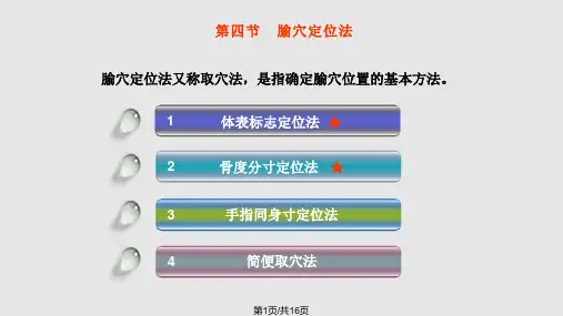 腧穴定位法PPT课件