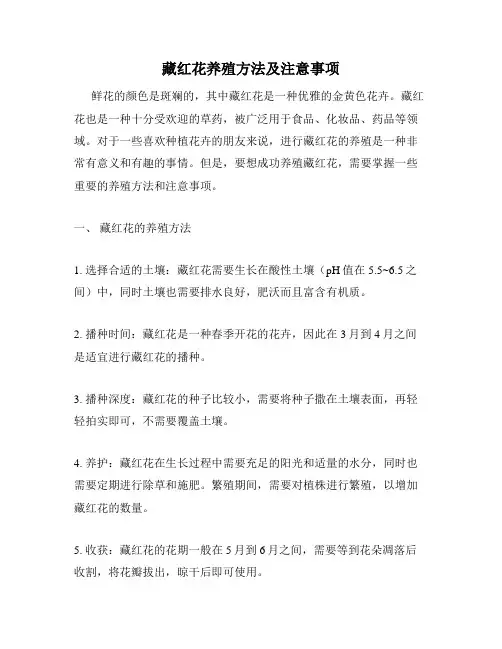 藏红花养殖方法及注意事项