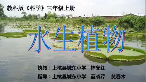 教科版教材《水生植物》公开课PPT1