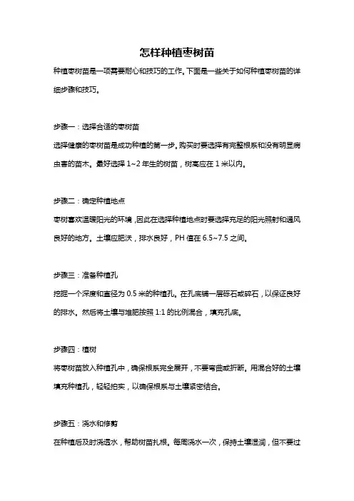 怎样种植枣树苗