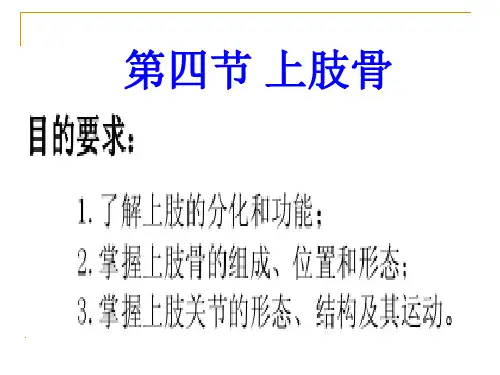 《人体解剖学》--上下肢骨解析