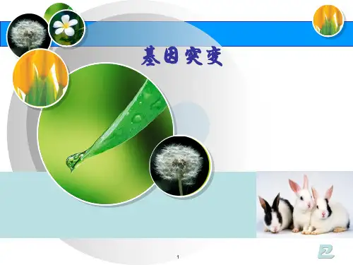 基因突变(公开课)课件
