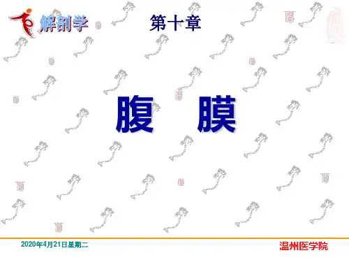 10 腹膜 系统解剖学课件