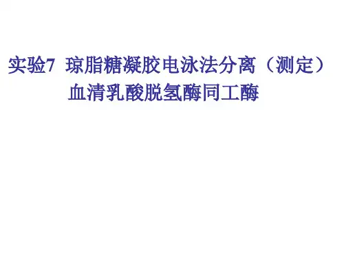 实验7  琼脂糖凝胶电泳法测定血清乳酸脱氢酶同工酶
