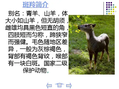 斑羚飞渡课件-程凤艳