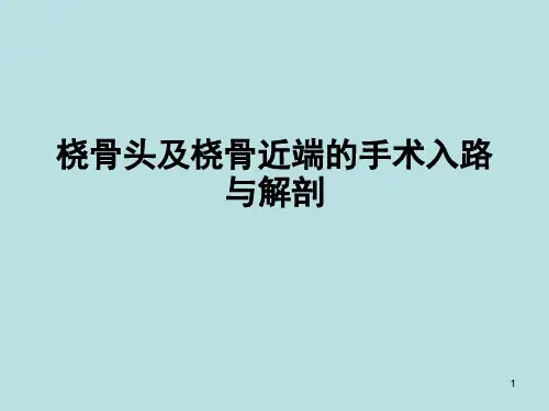 桡骨头及桡骨近端的手术入路与解剖ppt课件