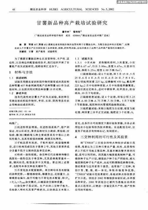 甘薯新品种高产栽培试验研究