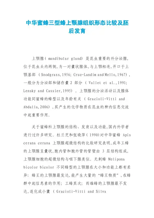 中华蜜蜂三型蜂上颚腺组织形态比较及胚后发育