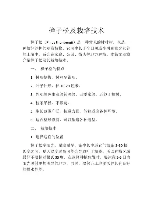 樟子松及栽培技术