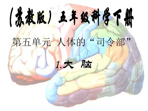 五年级科学下册教学课件-5.1大脑4-苏教版(14张PPT)