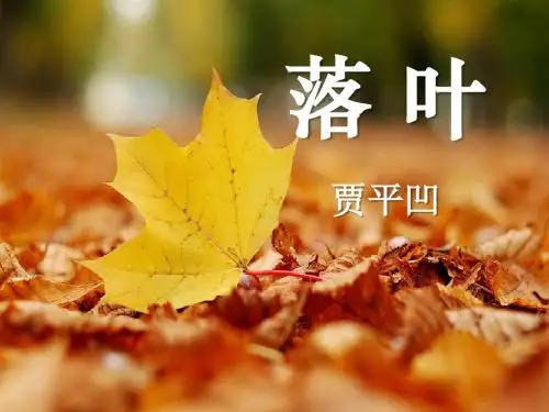 《落叶》PPT课件2 (共9张PPT)