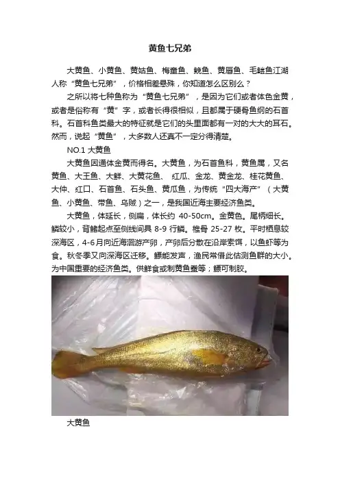 黄鱼七兄弟