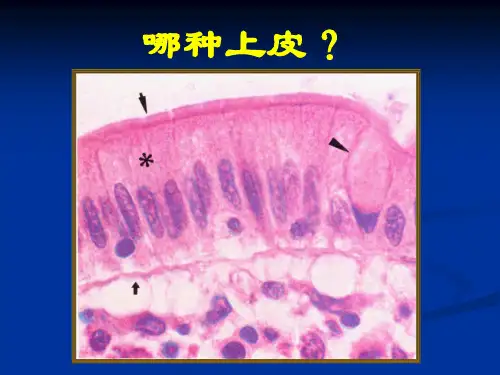组培实验考试用图
