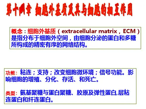 11细胞外基质