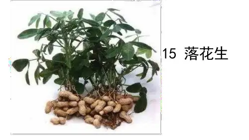 人教版五年级语文上册ppt课件：15-落花生