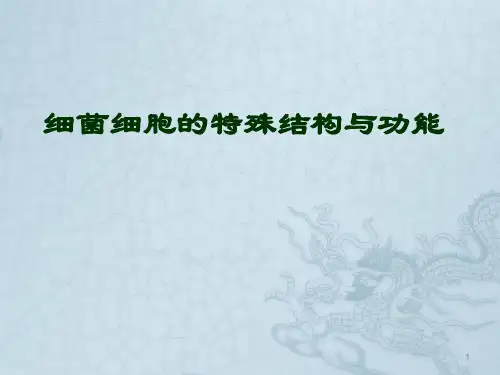 细菌的特殊结构ppt课件