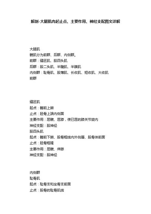 解剖-大腿肌肉起止点、主要作用、神经支配图文详解