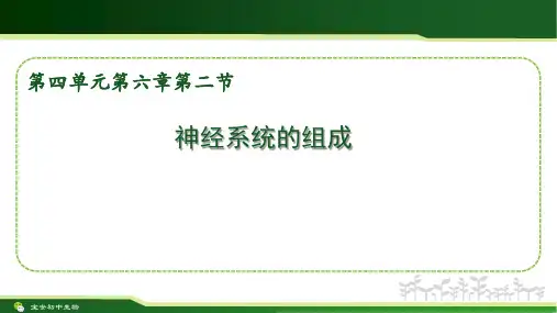 七年级生物神经系统的组成