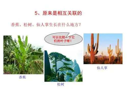 第五课时 原来是相互关联的