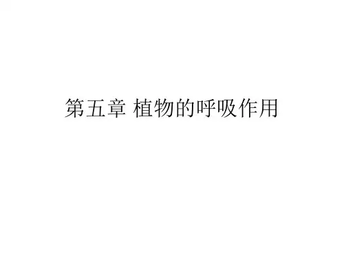 植物的呼吸作用PPT课件(2)