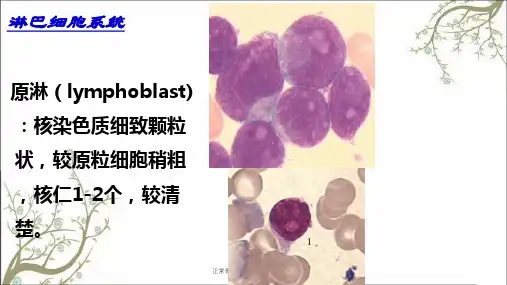 正常骨髓细胞形态学检查优秀