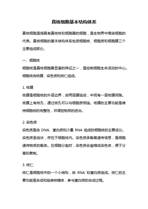 真核细胞基本结构体系