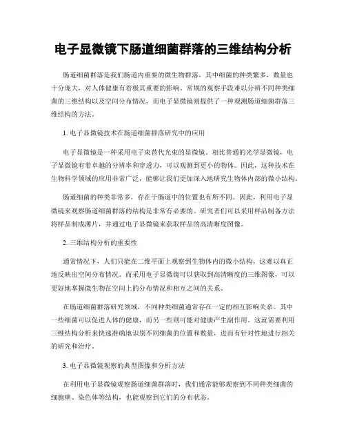 电子显微镜下肠道细菌群落的三维结构分析
