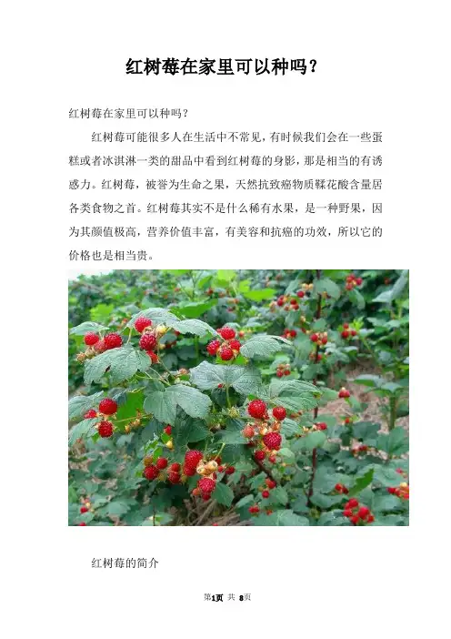 红树莓在家里可以种吗？