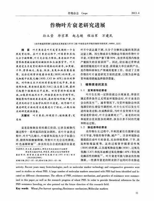 作物叶片衰老研究进展