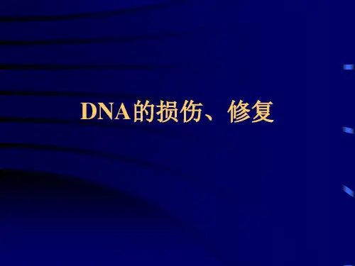 DNA的损伤、修复