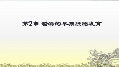 动物的早期胚胎发育