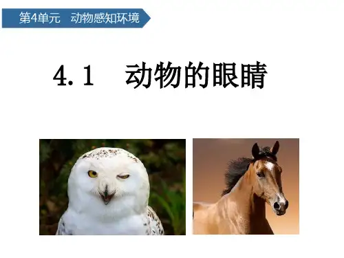 二年级下册科学课件动物的眼睛 青岛版(六年制)(共15页)PPT