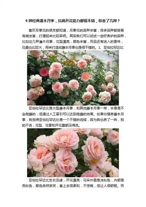 4种经典灌木月季，抗病开花能力都很不错，你养了几种？