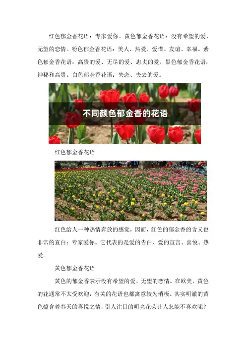 不同颜色郁金香的花语
