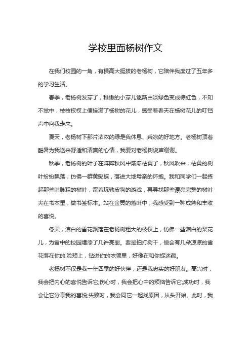 学校里面杨树作文
